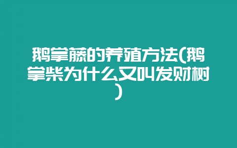 鹅掌藤的养殖方法(鹅掌柴为什么又叫发财树)-会东网