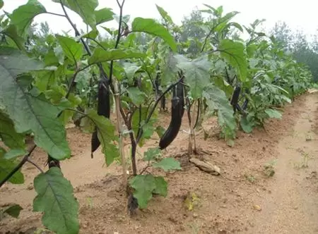 茄子一苗多芽采接穗技术 茄子育苗技术-会东网