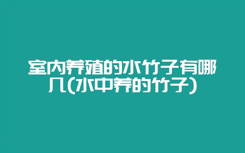 室内养殖的水竹子有哪几(水中养的竹子)-会东网