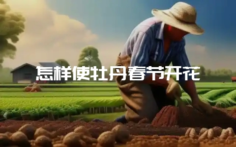 怎样使牡丹春节开花-会东网
