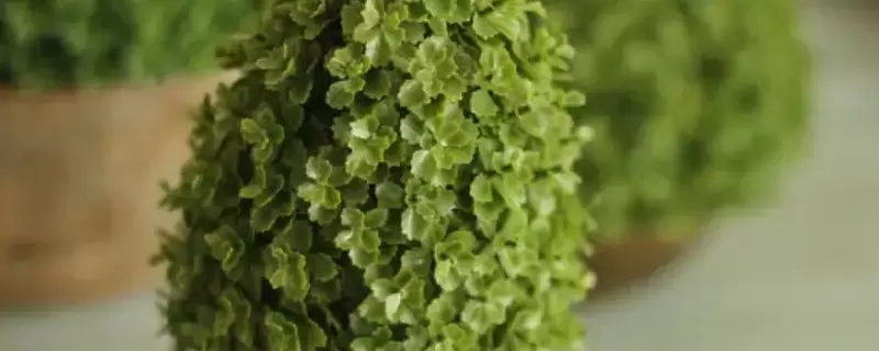 绿色植物晚上释放的是什么-会东网