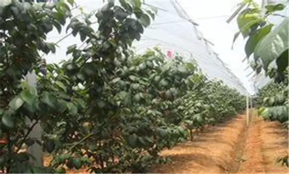 樱桃施肥管理须知-秋施基肥是关键-会东网