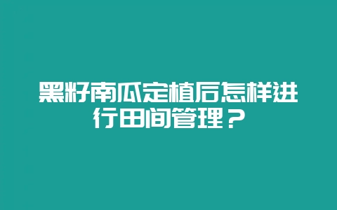 黑籽南瓜定植后怎样进行田间管理？-会东网