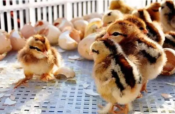 雏鸡白痢治疗与预防 看着里-会东网