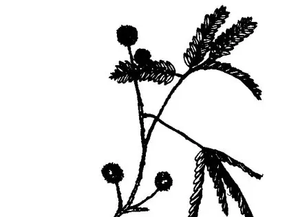 含羞草的功效与作用-会东网