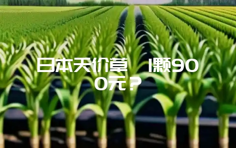 日本天价草莓1颗900元？-会东网