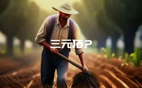 三元猪？-会东网