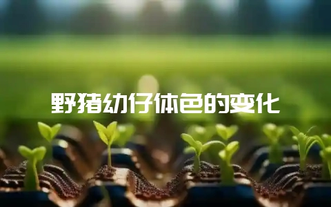 野猪幼仔体色的变化-会东网
