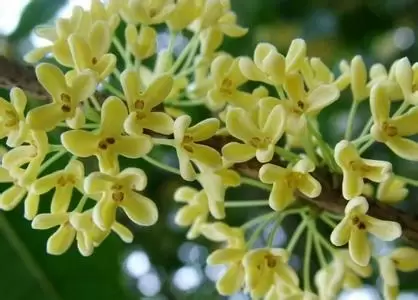 桂花的功效与作用 桂花的药用功效-会东网