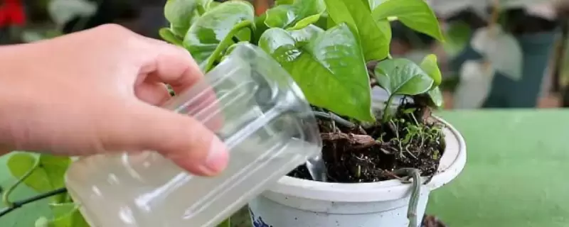 果皮发酵的水几天浇一下合适-会东网