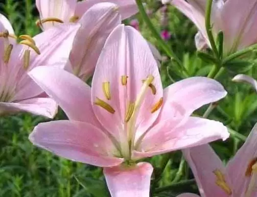 香水百合花语是什么?-会东网
