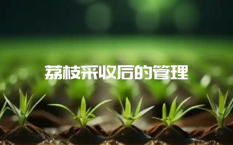 荔枝采收后的管理-会东网