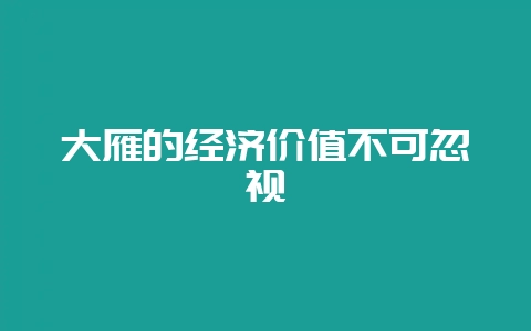 大雁的经济价值不可忽视-会东网