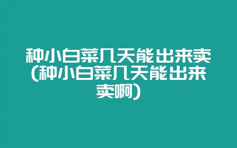 种小白菜几天能出来卖(种小白菜几天能出来卖啊)-会东网