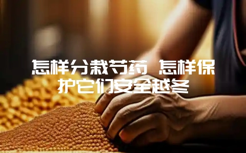 怎样分栽芍药 怎样保护它们安全越冬-会东网