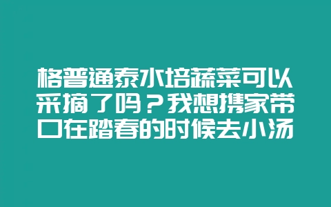 格普通泰水培蔬菜可以采摘了吗？我想携家带口在踏春的时候去小汤山采摘~-会东网