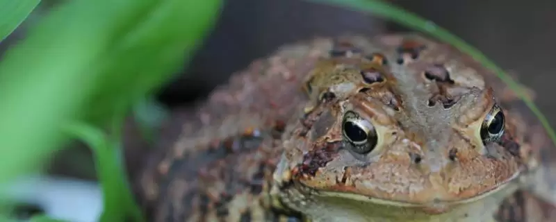 养殖蟾蜍需要办理什么手续,需申请办理《野生动物驯养繁殖许可证》-会东网