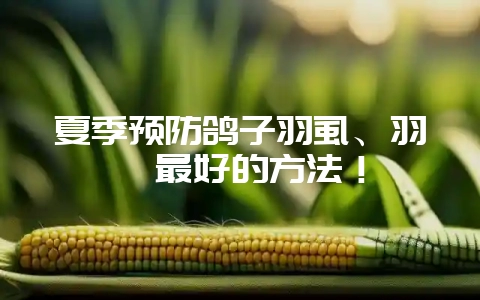 夏季预防鸽子羽虱、羽螨最好的方法！-会东网