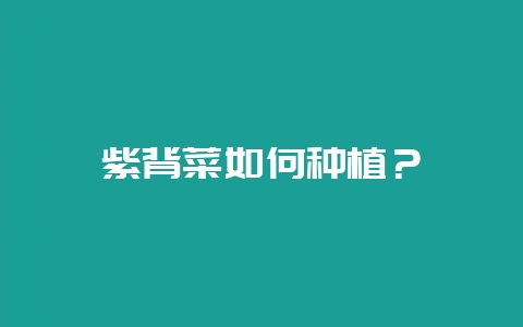 紫背菜如何种植？-会东网
