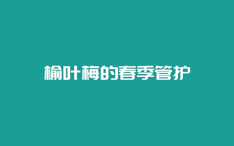 榆叶梅的春季管护-会东网