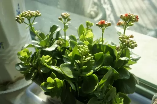 如何清洗花卉植物的叶片：注意时间和方法-会东网