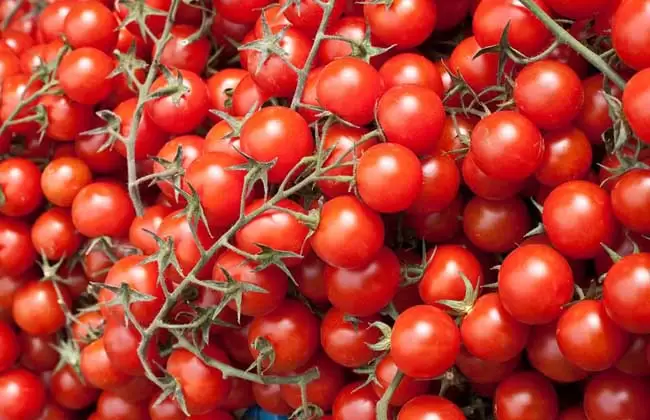 圣女果是凉性还是热性？-会东网