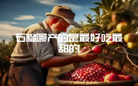 石榴哪产的是最好吃最甜的-会东网