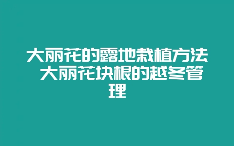 大丽花的露地栽植方法 大丽花块根的越冬管理-会东网