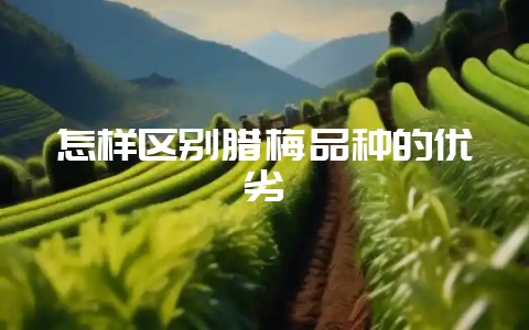 怎样区别腊梅品种的优劣-会东网