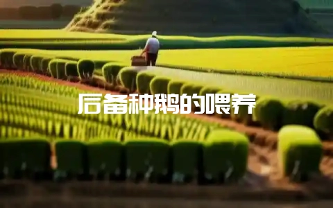 后备种鹅的喂养-会东网