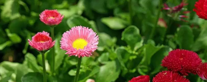 幸福花的养殖方法和注意事项有哪些-会东网