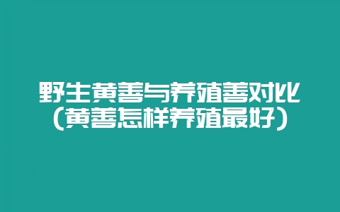 野生黄善与养殖善对比(黄善怎样养殖最好)-会东网
