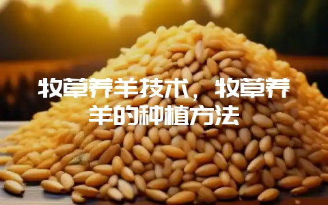 牧草养羊技术，牧草养羊的种植方法-会东网