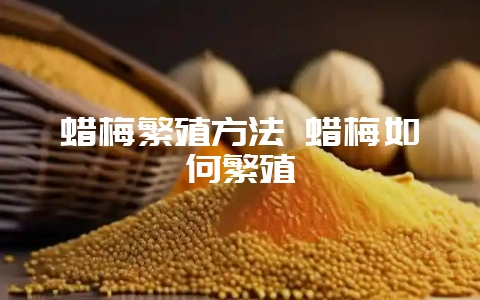蜡梅繁殖方法 蜡梅如何繁殖-会东网