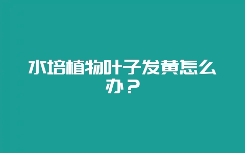 水培植物叶子发黄怎么办？-会东网