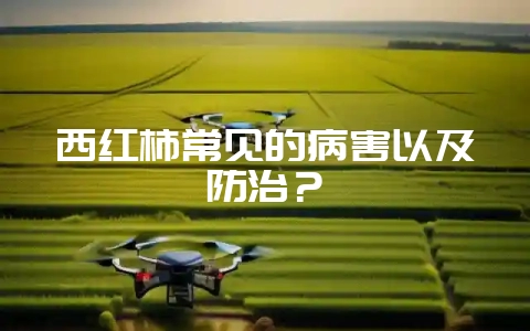 西红柿常见的病害以及防治?-会东网