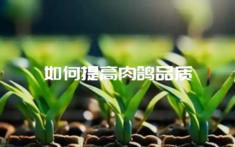 如何提高肉鸽品质-会东网