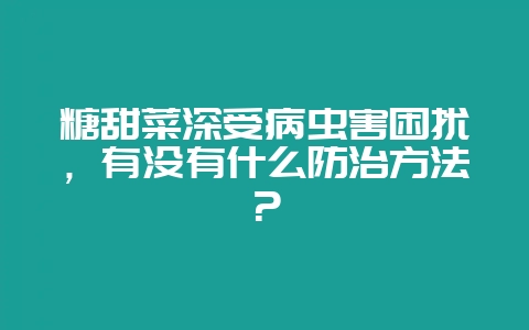 糖甜菜深受病虫害困扰，有没有什么防治方法？-会东网
