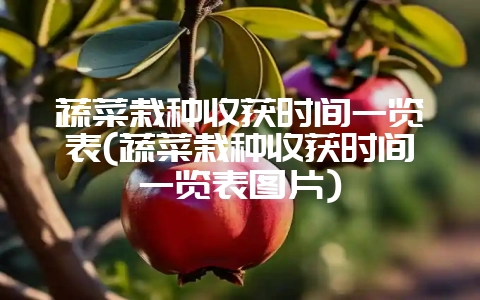 蔬菜栽种收获时间一览表(蔬菜栽种收获时间一览表图片)-会东网