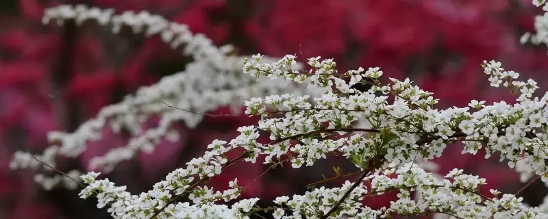 干枝雪柳要喷水吗-会东网