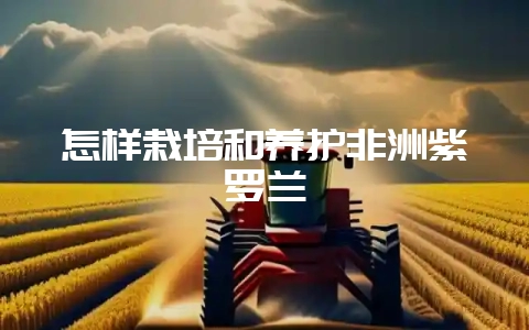 怎样栽培和养护非洲紫罗兰-会东网