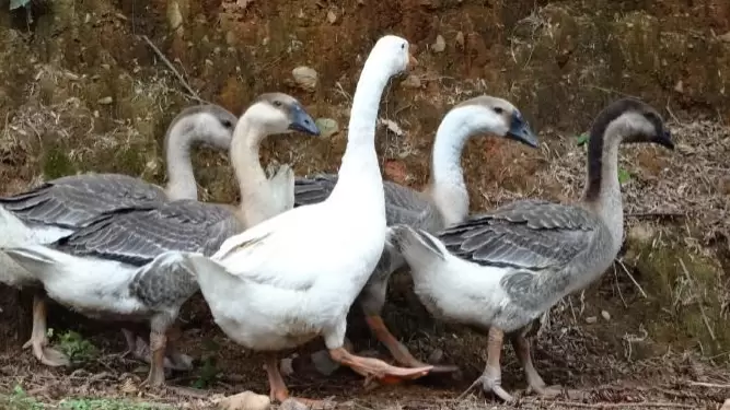 怎么样辨别浆膜炎，细小病毒的症状-会东网