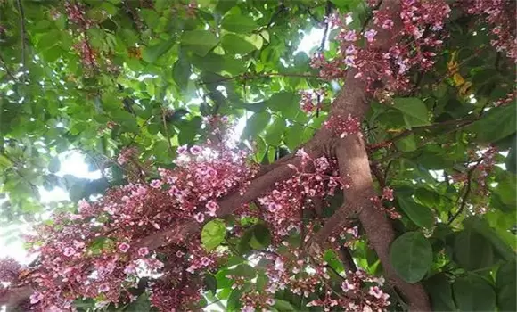 杨桃树什么时候开花 杨桃树如何疏花疏果-会东网
