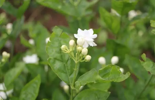 茉莉花的修剪方法-会东网
