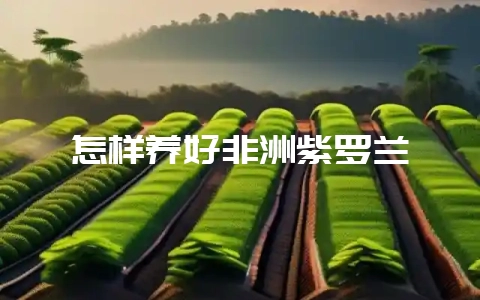 怎样养好非洲紫罗兰-会东网