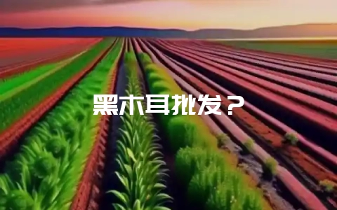 黑木耳批发？-会东网