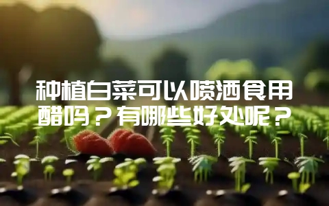 种植白菜可以喷洒食用醋吗？有哪些好处呢？-会东网