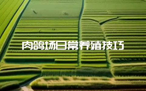 肉鸽场日常养殖技巧-会东网