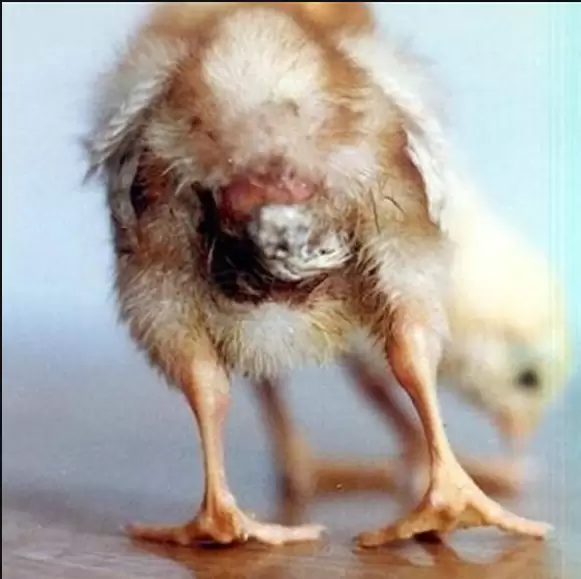 引起鸡群拉稀的原因有哪些,小偏方你了解多少,看着里元老师教你-会东网