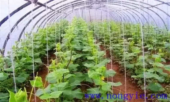 大棚黄瓜品种有哪些 如何选择大棚黄瓜的品种-会东网